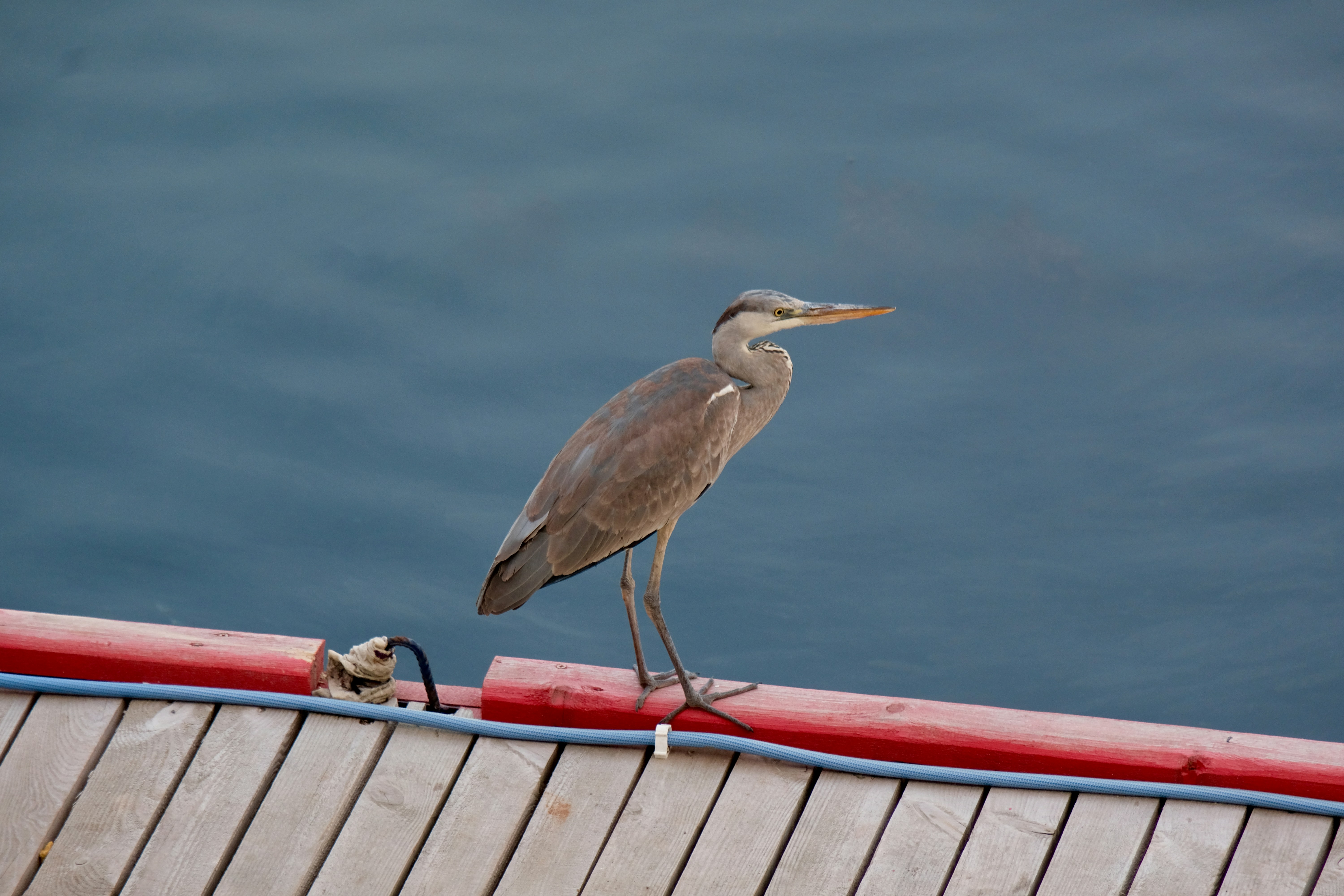 a bird is standing on the edge of a dock