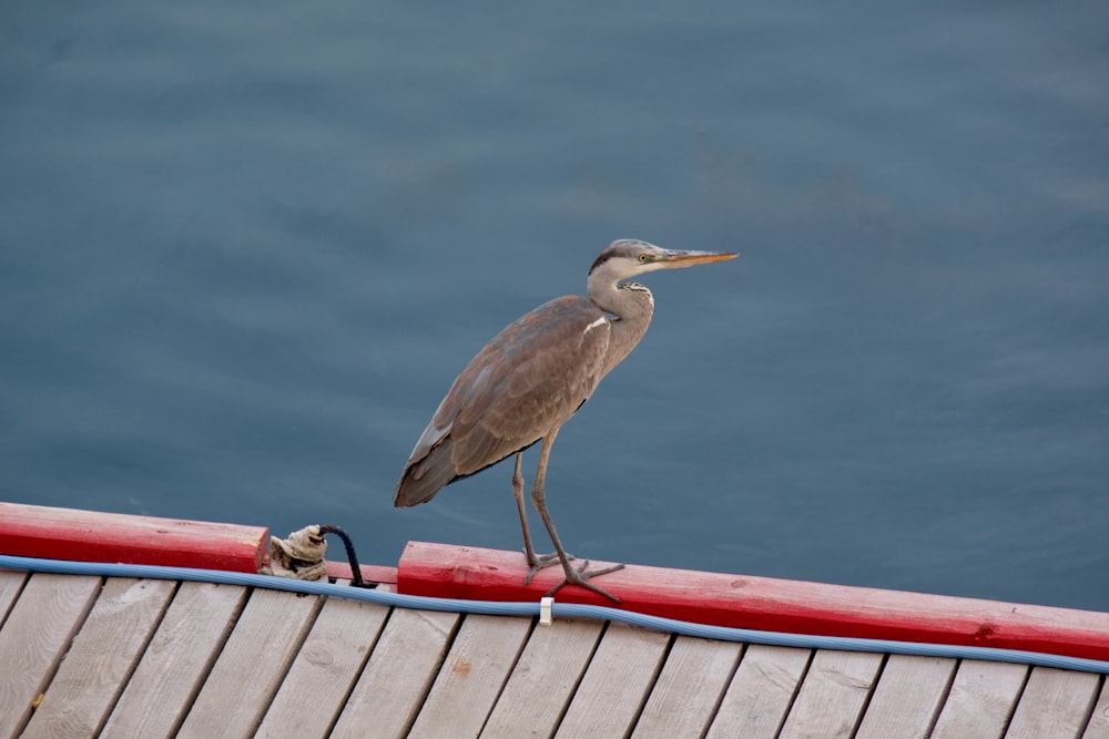 a bird is standing on the edge of a dock