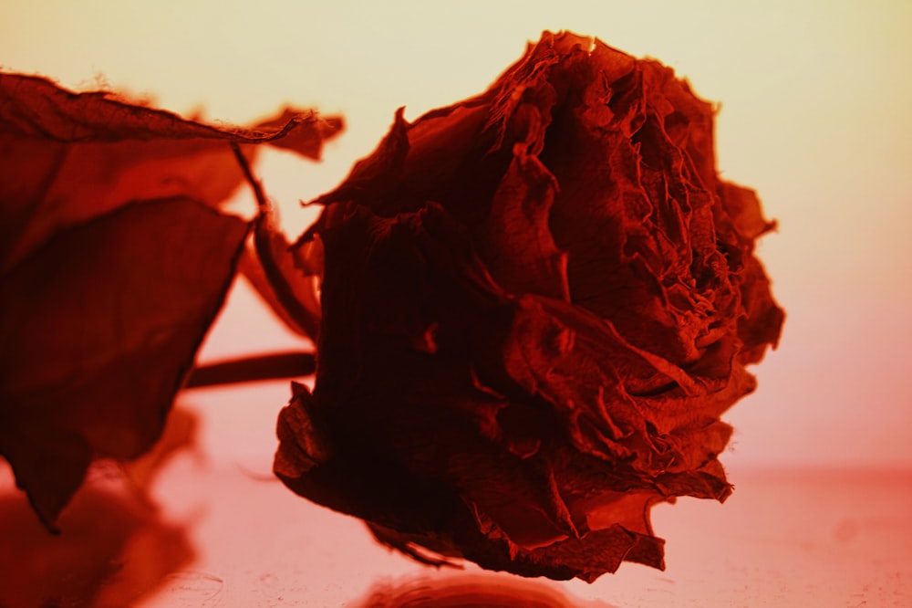 a close up of a dried flower on a table