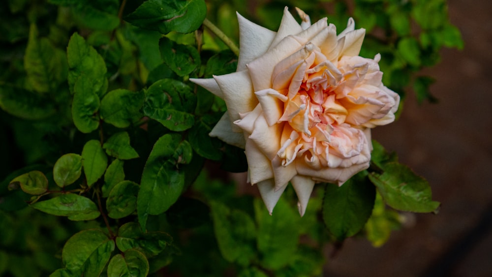 a pink flower with green leaves in the background