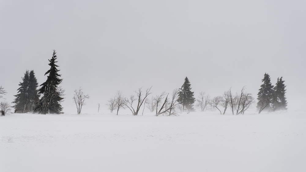 a person riding skis on a snowy surface