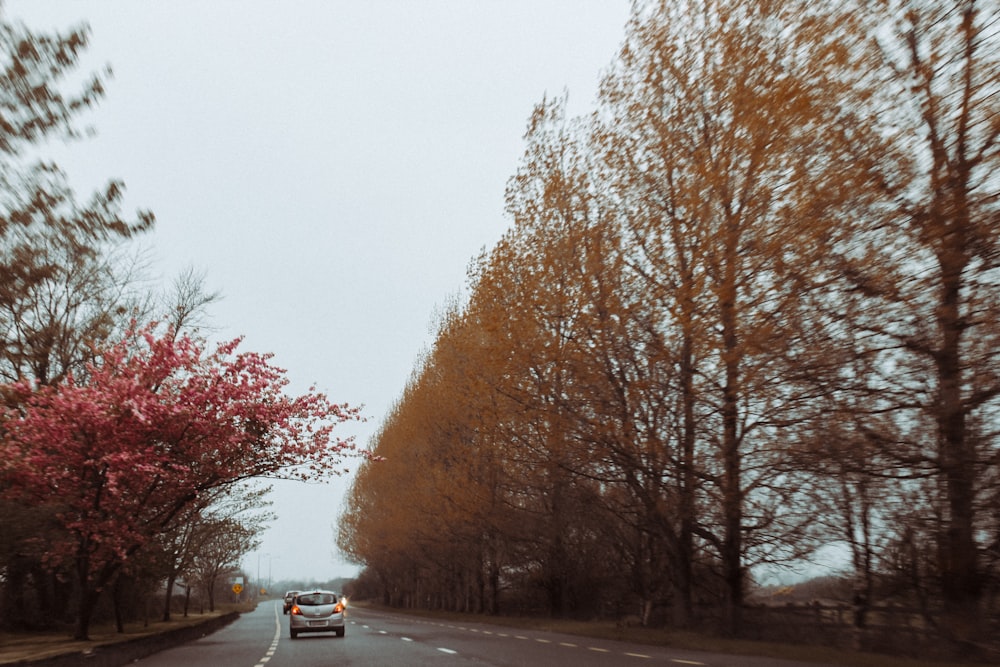 a car driving down a road next to trees