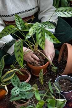 transplanting a plant into pot