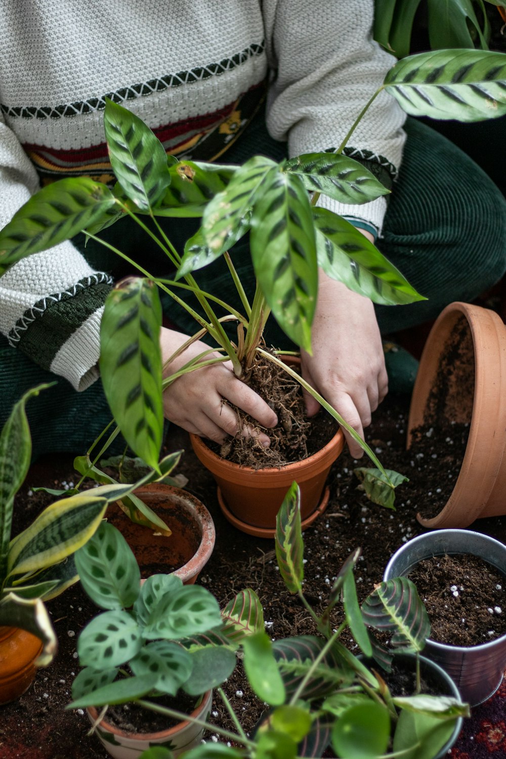 a woman is holding a potted plant in her hands