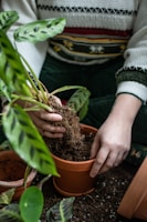 a person holding a potted plant with dirt in it