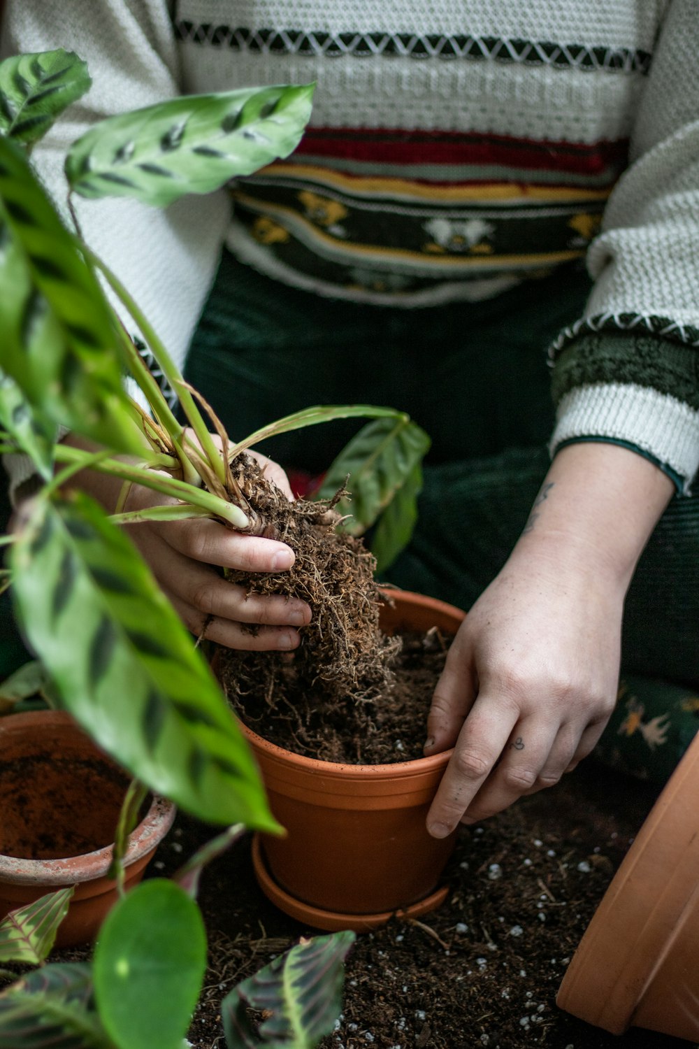 une personne tenant une plante en pot contenant de la saleté