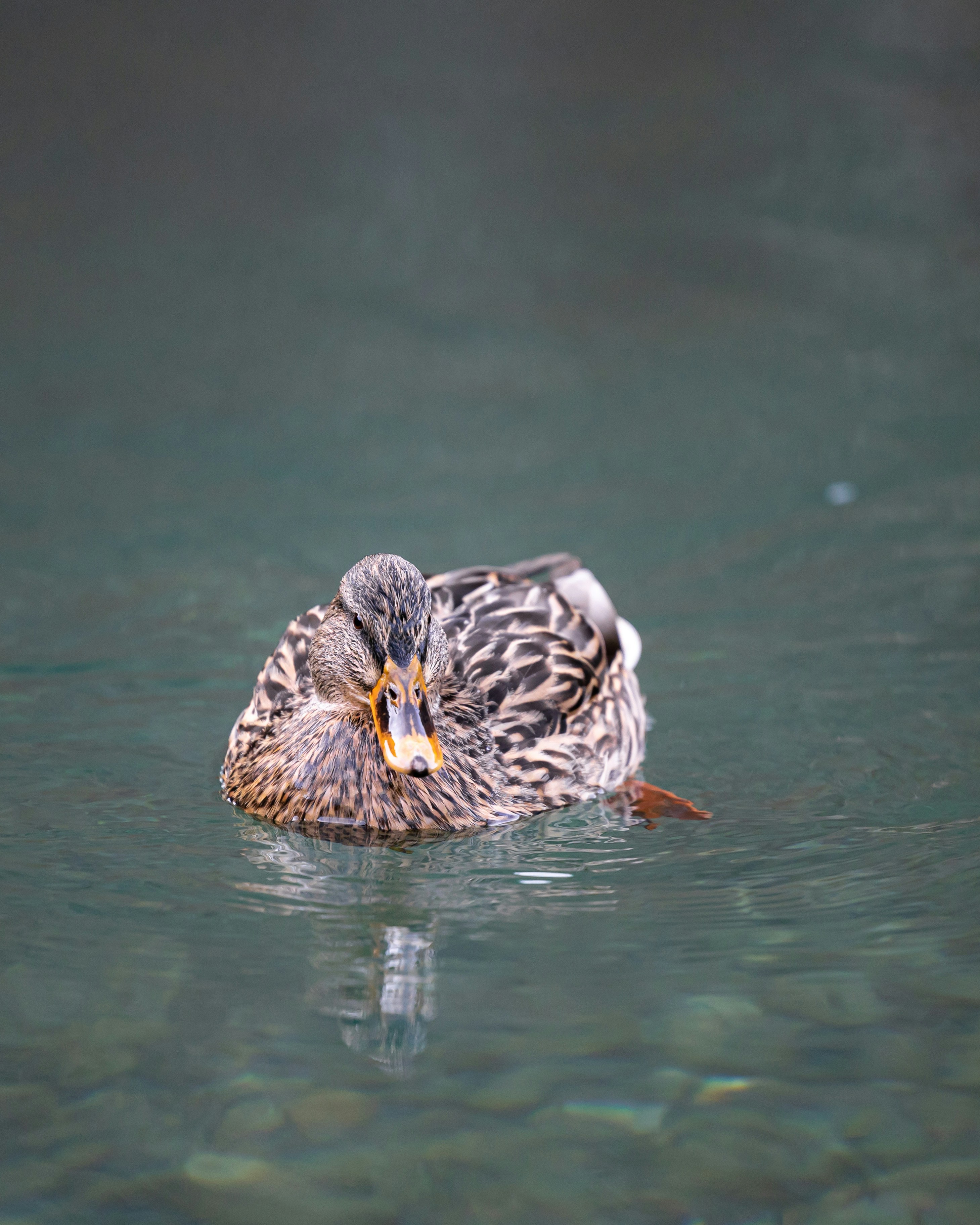 Photo by mrmashinski