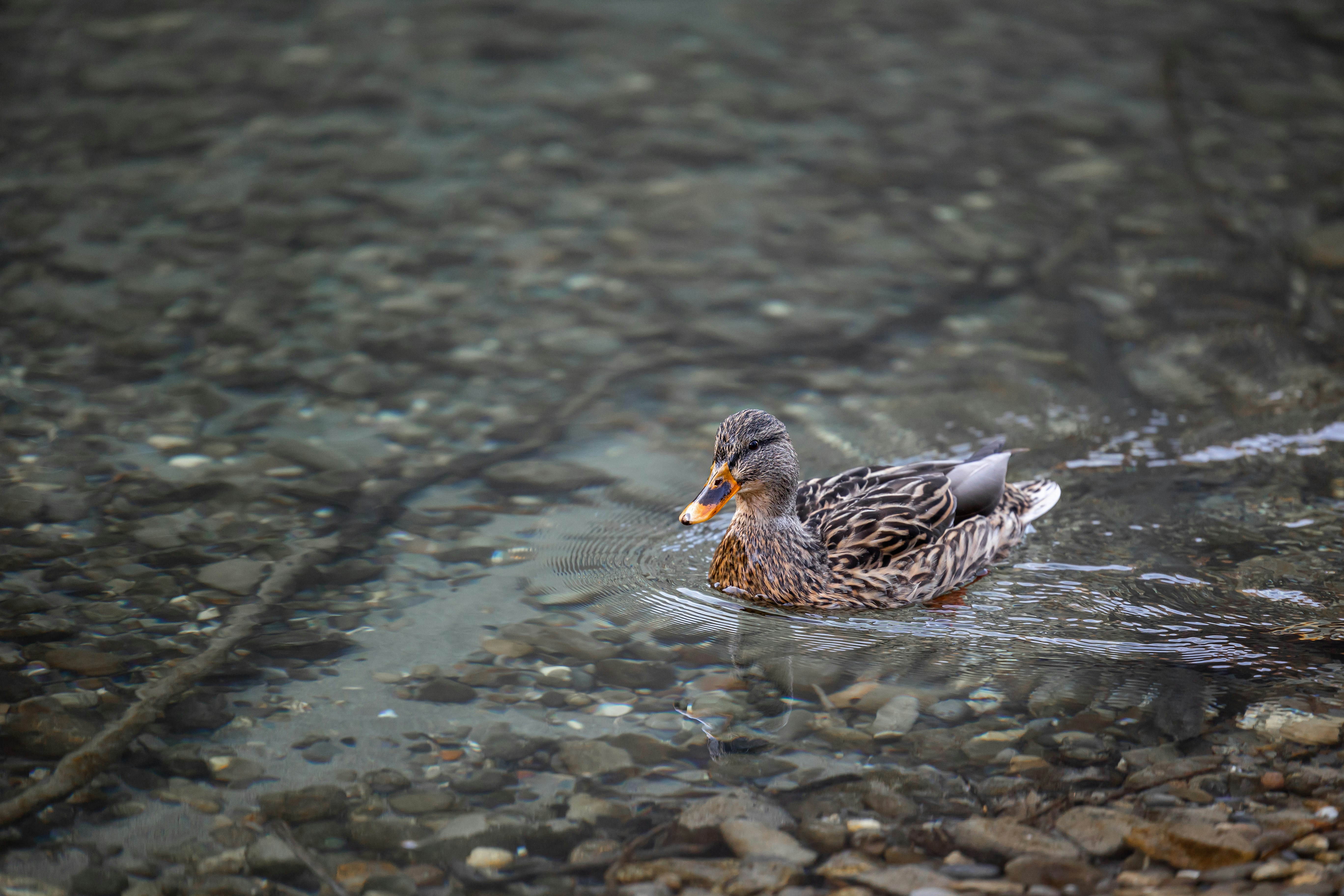 Photo by mrmashinski