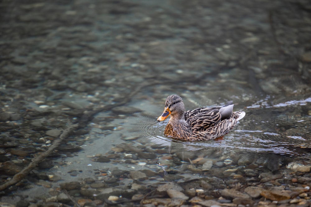 a duck is swimming in a shallow body of water