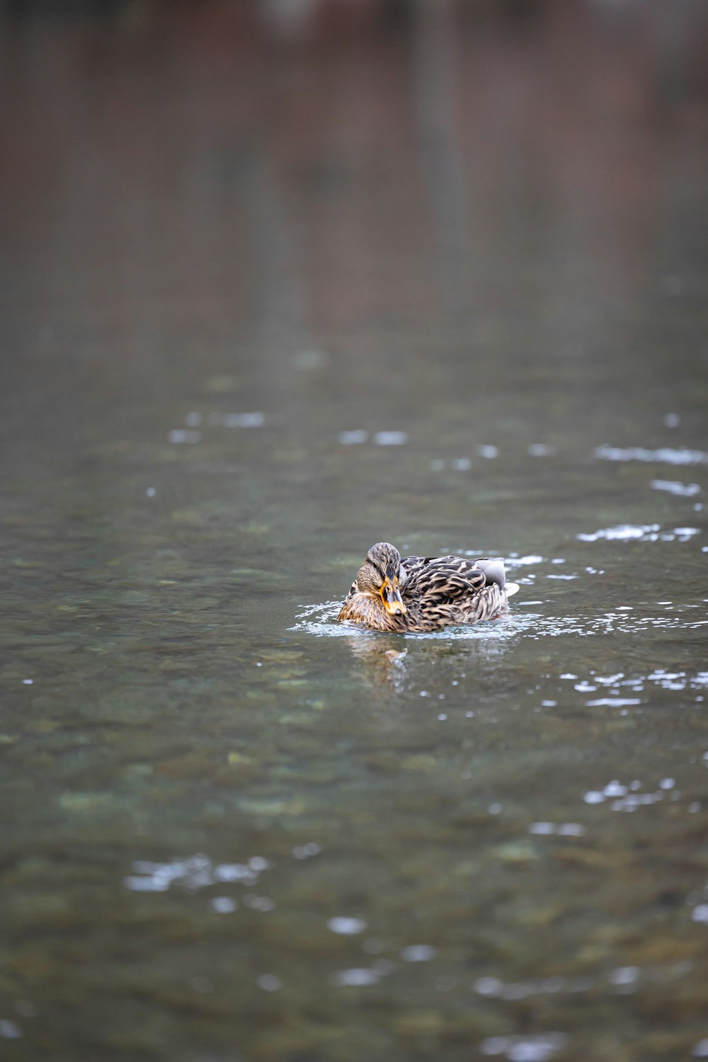 a duck is swimming in a body of water