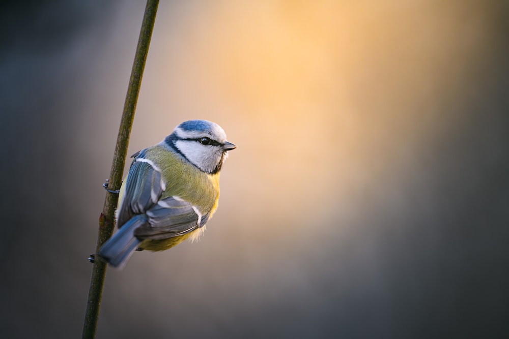 a small blue and yellow bird sitting on top of a plant