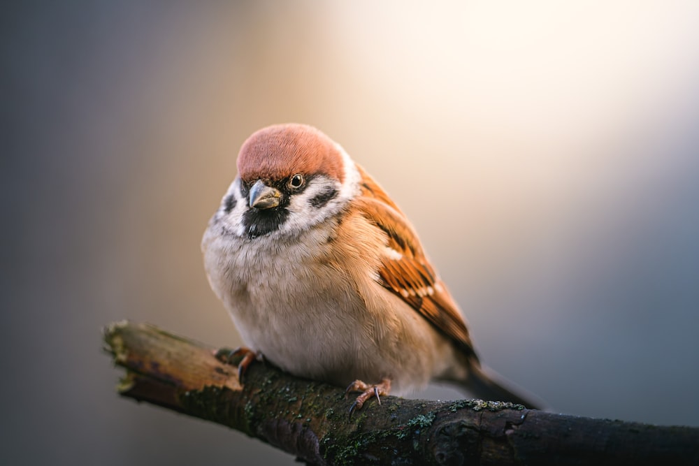 a small bird sitting on top of a tree branch