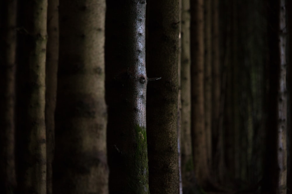 a forest filled with lots of tall trees