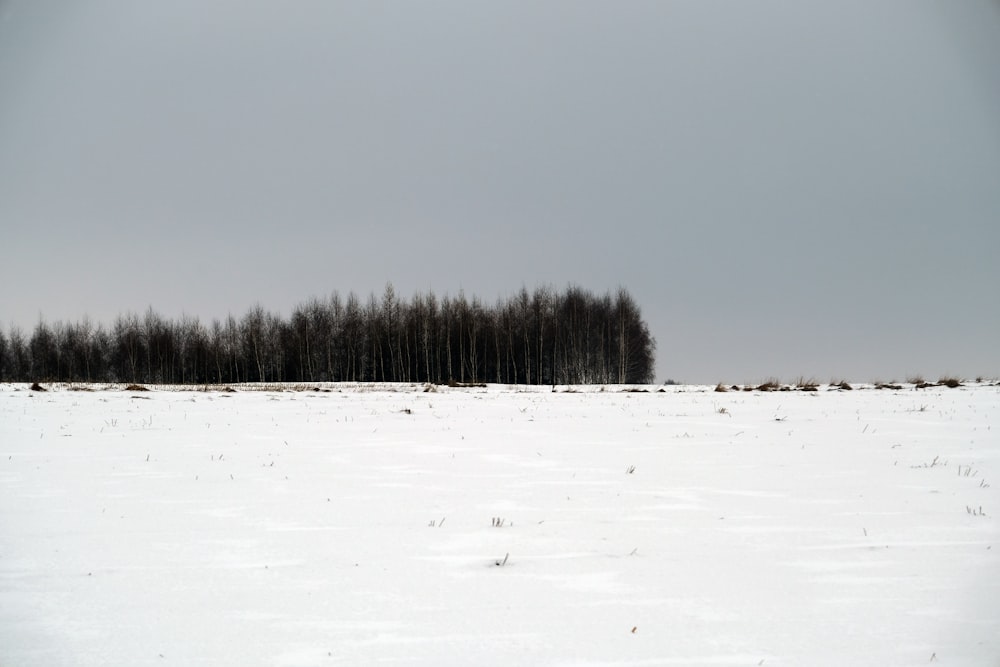 a snow covered field with a line of trees in the distance