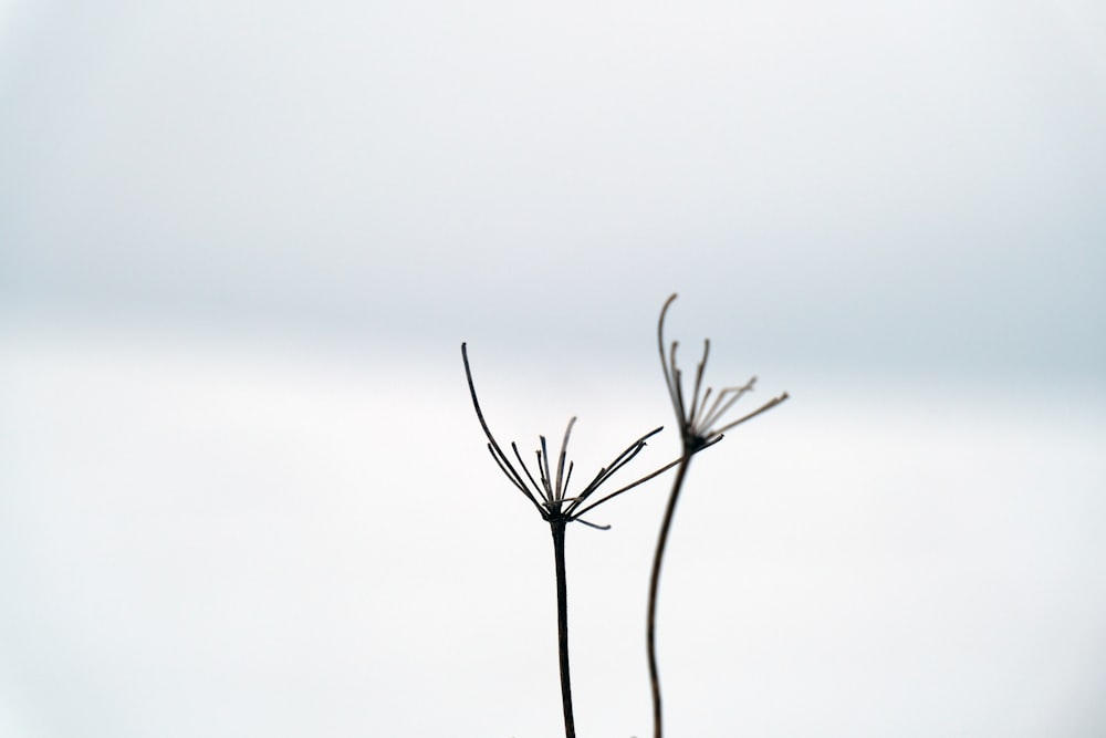 a plant with long thin stems in front of a cloudy sky