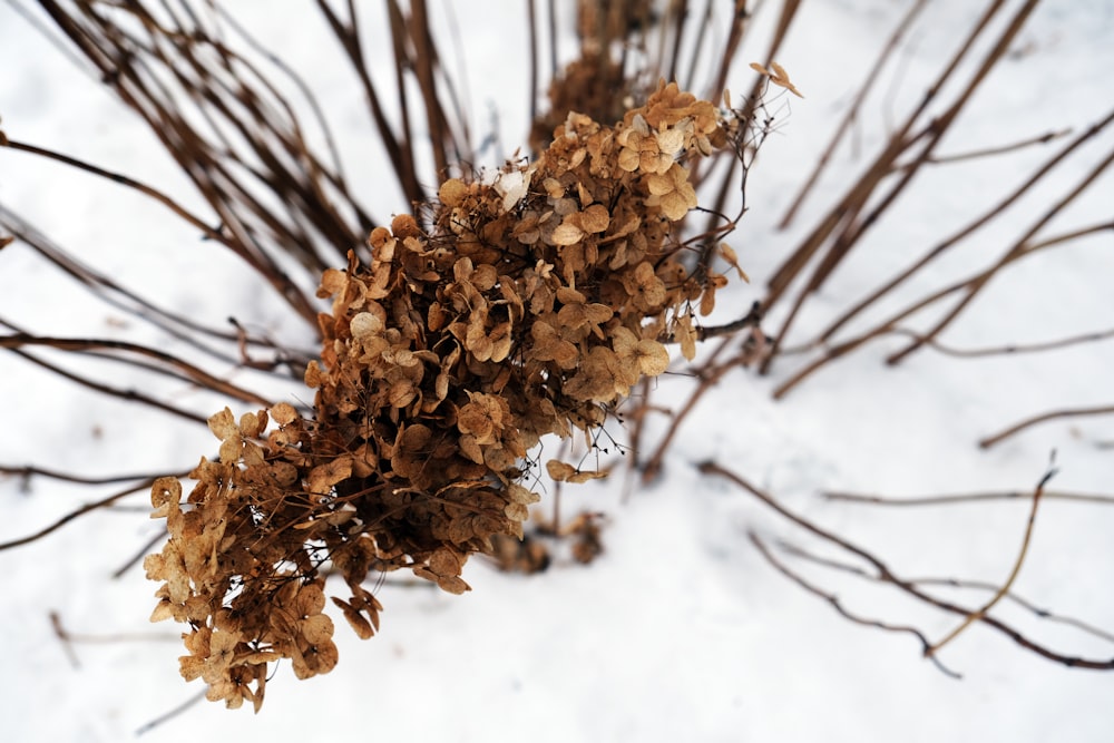 a close up of a bunch of dry leaves in the snow