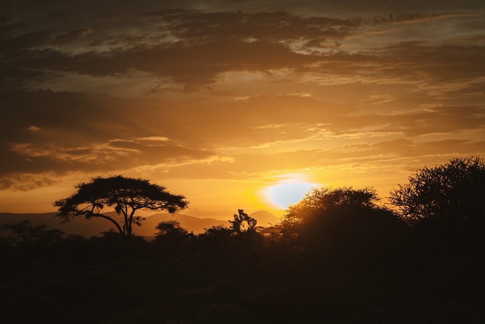 uma girafa em pé em um campo ao pôr do sol