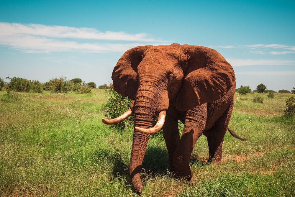 Un elefante è in piedi in un campo erboso
