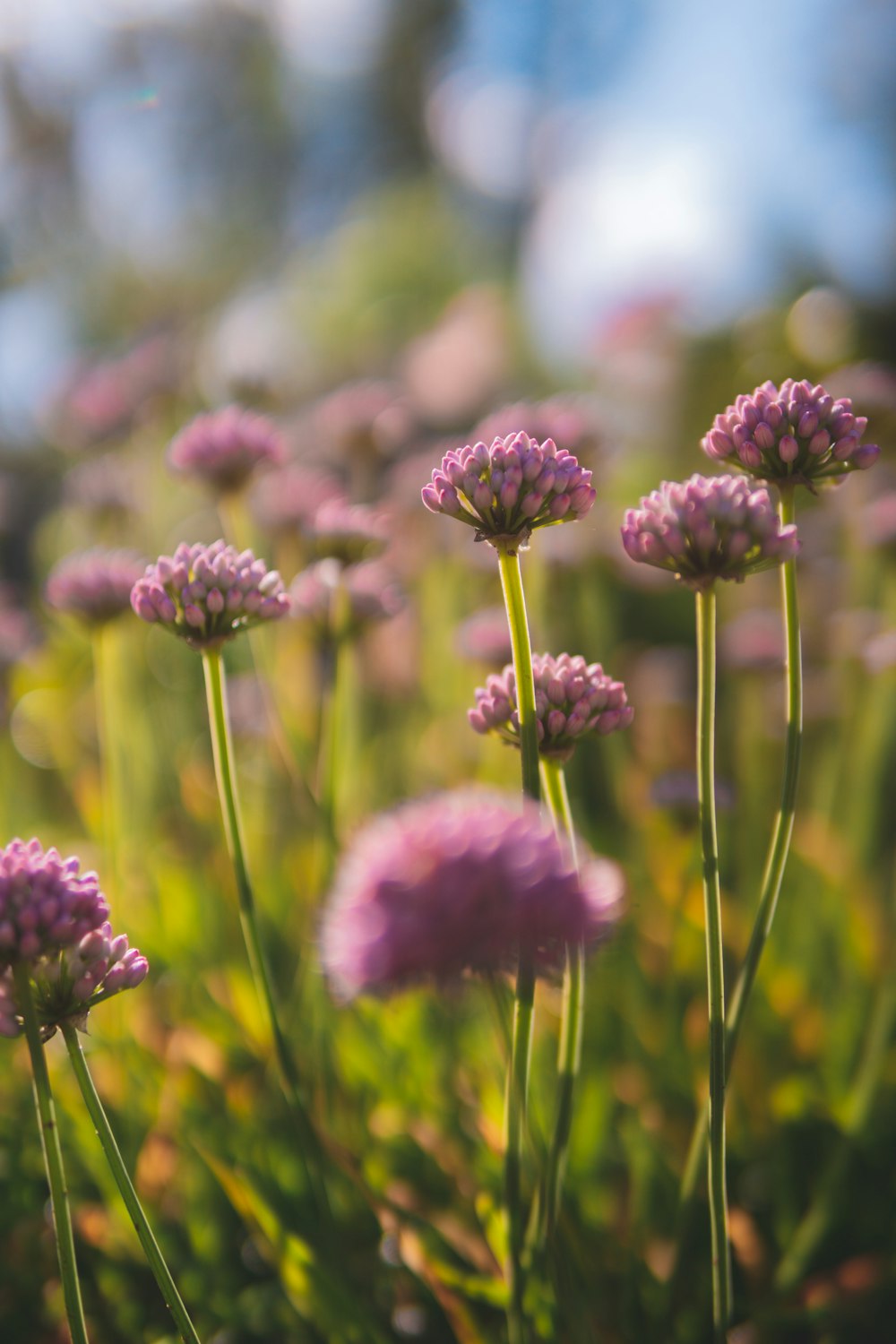 a bunch of flowers that are in the grass