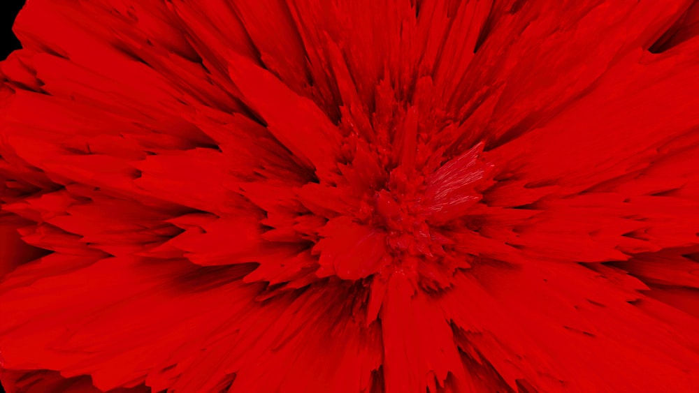 um close up de uma flor vermelha em um fundo preto
