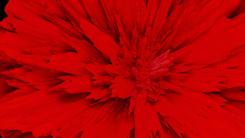 a close up of a red flower on a black background