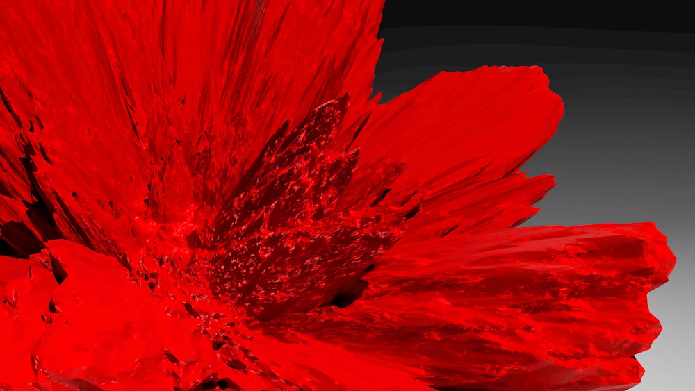 a red flower with a black background