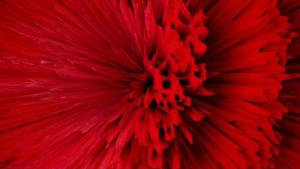 a close up of a large red flower