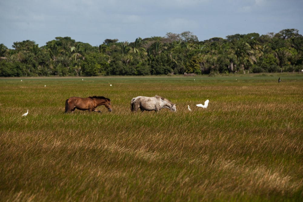 two horses grazing in a field of tall grass