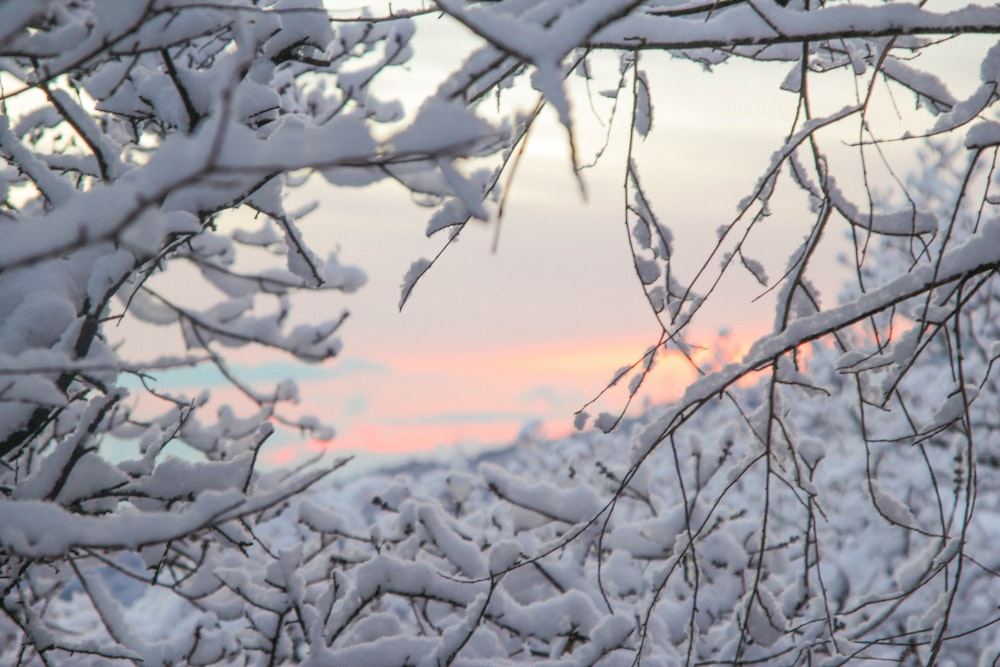 a view of a sunset through the branches of a tree