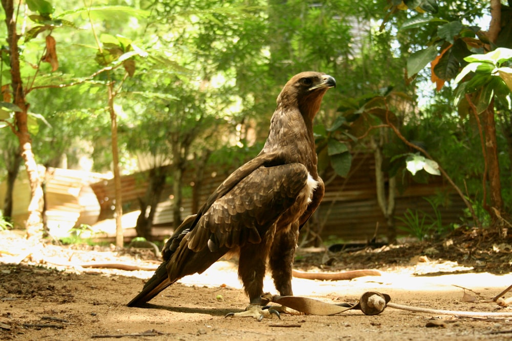 un grande uccello in piedi sulla cima di un terreno sterrato