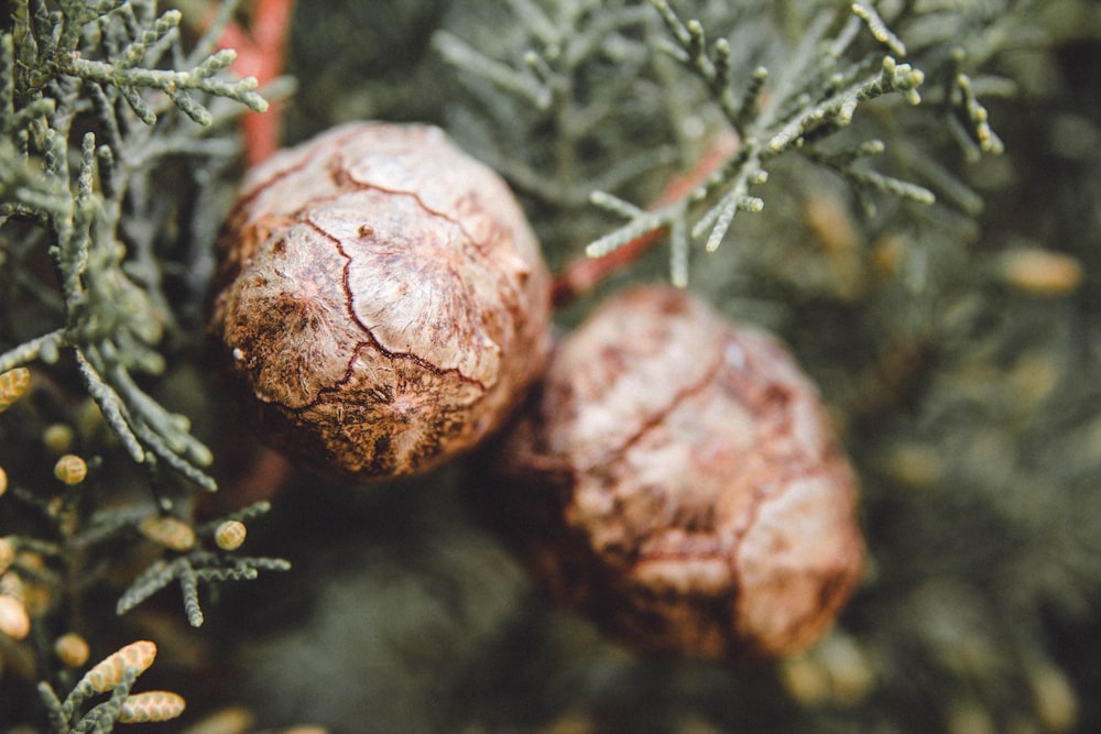 a close up of a tree with two brown balls on it