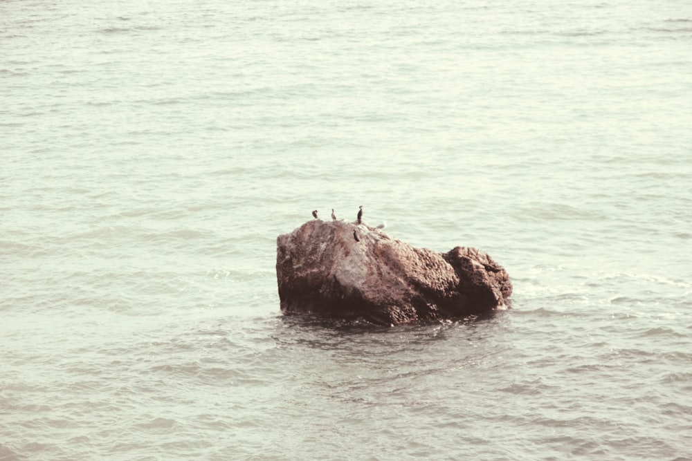 a flock of birds sitting on top of a rock in the ocean