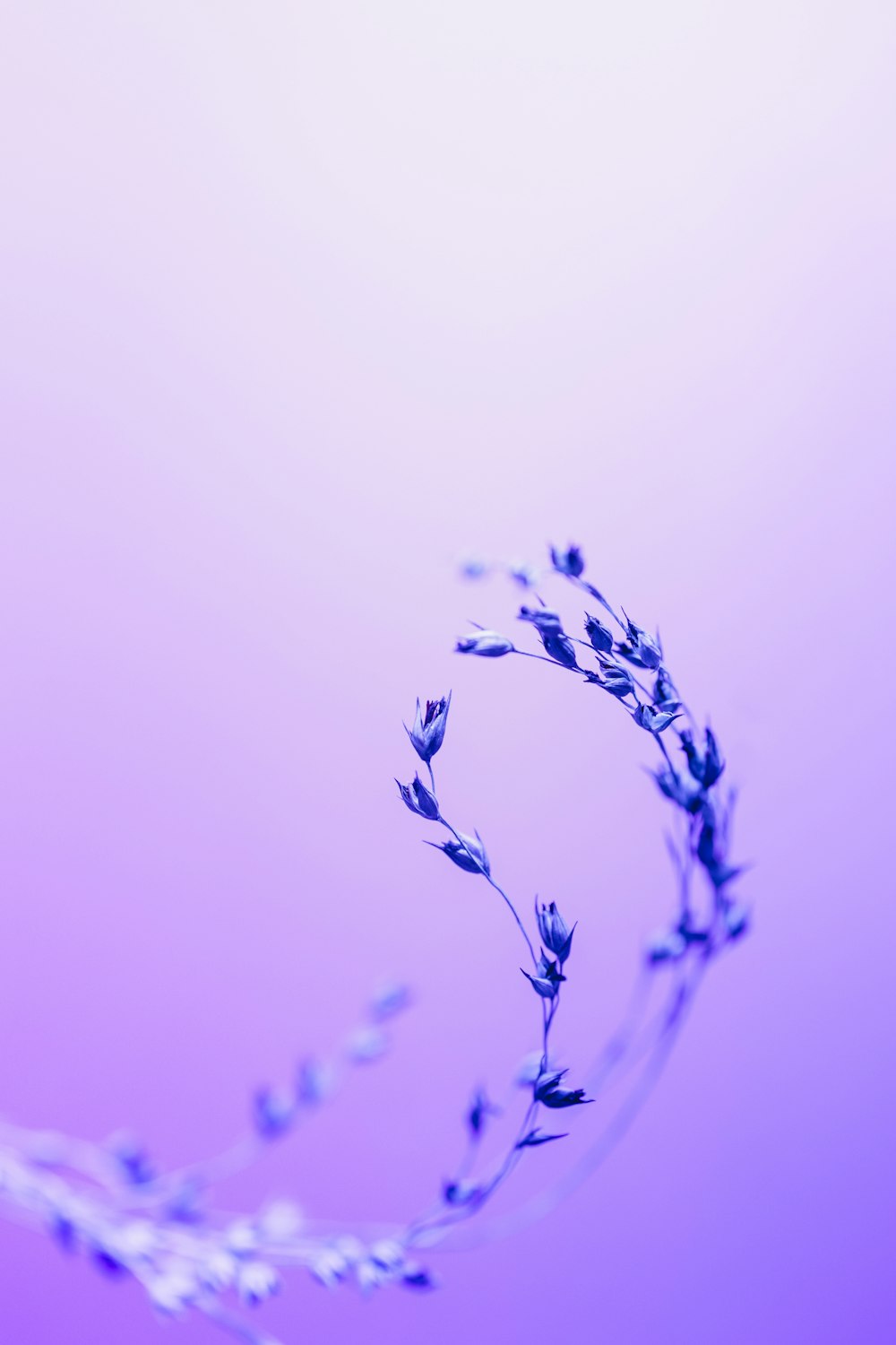 eine Nahaufnahme einer Pflanze auf violettem und rosa Hintergrund