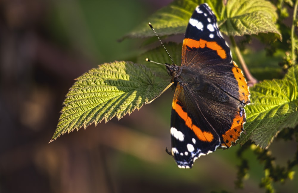 an orange and black butterfly sitting on a green leaf
