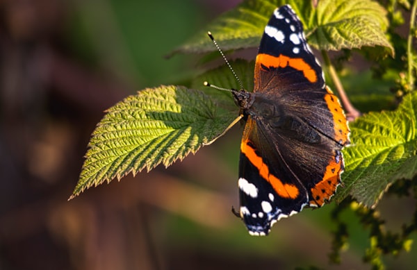 Natuurexcursie Zuidrand Goirle: vlinders in de wind