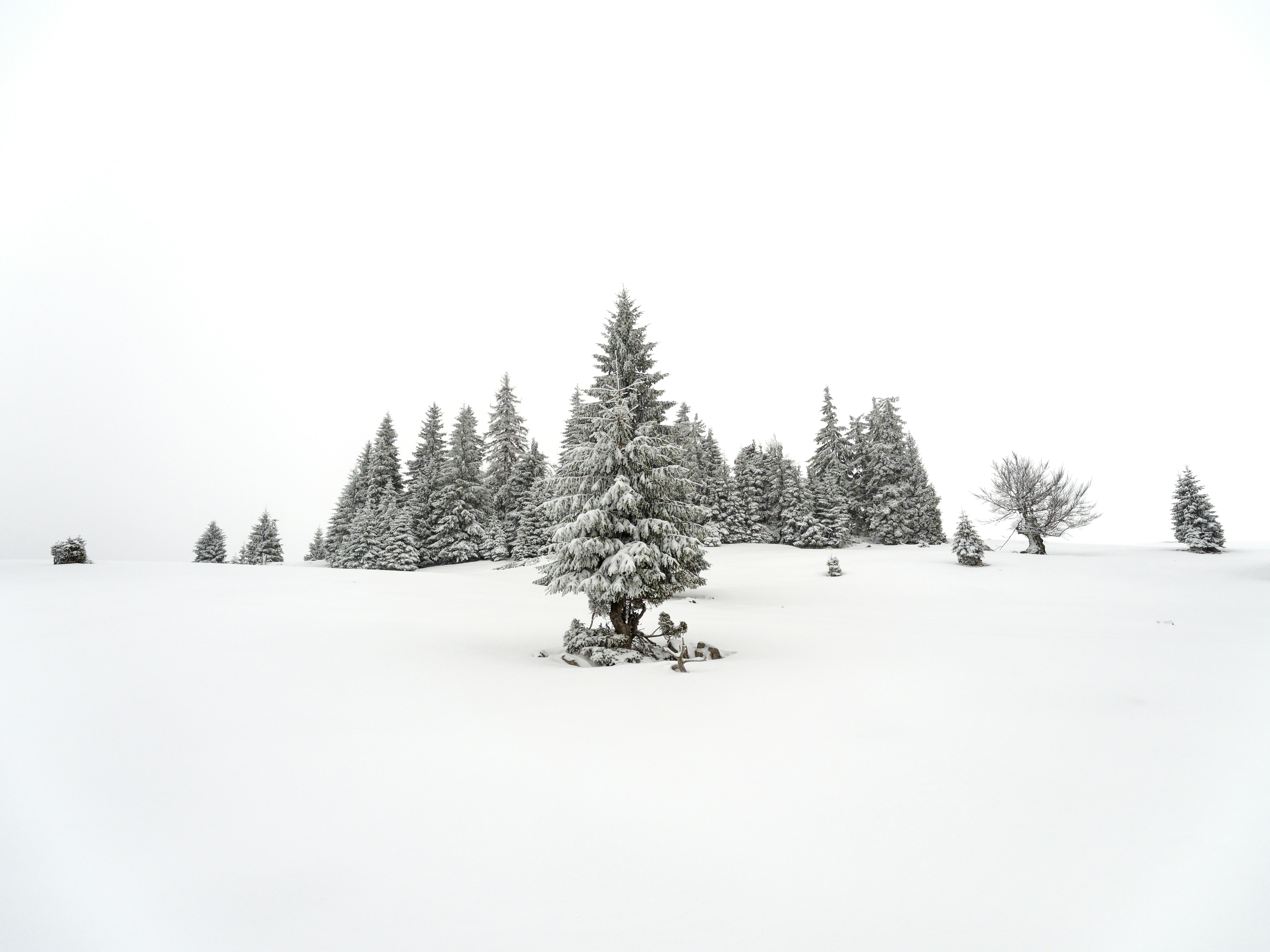 Photo by illes_cristi