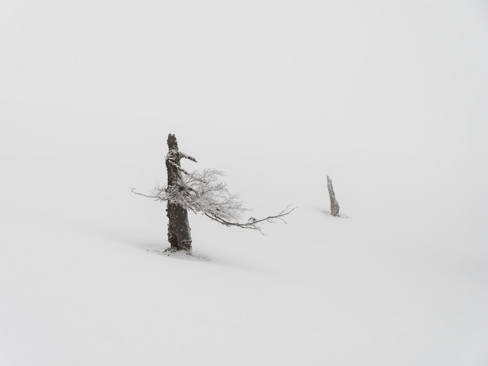 a lone tree in the middle of a snowy field