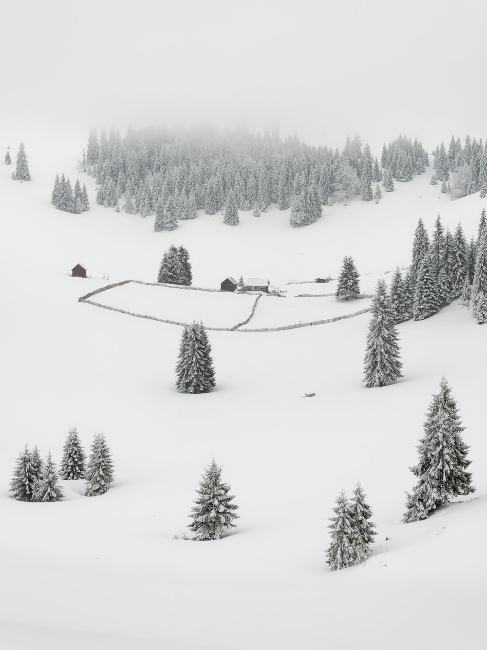 a snow covered mountain with pine trees in the foreground