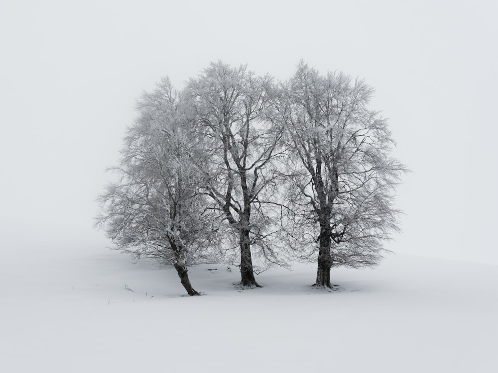 a couple of trees that are standing in the snow