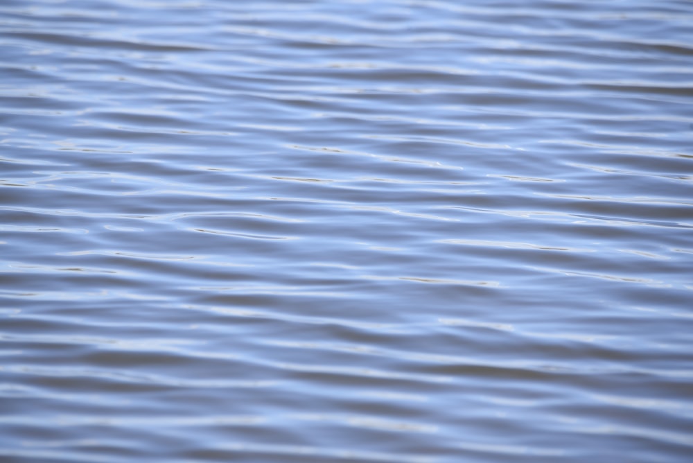 a bird is flying over a body of water