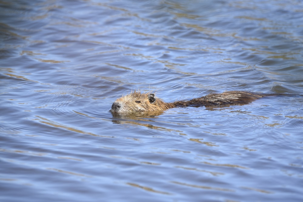a beaver swimming in the water with its head above the water