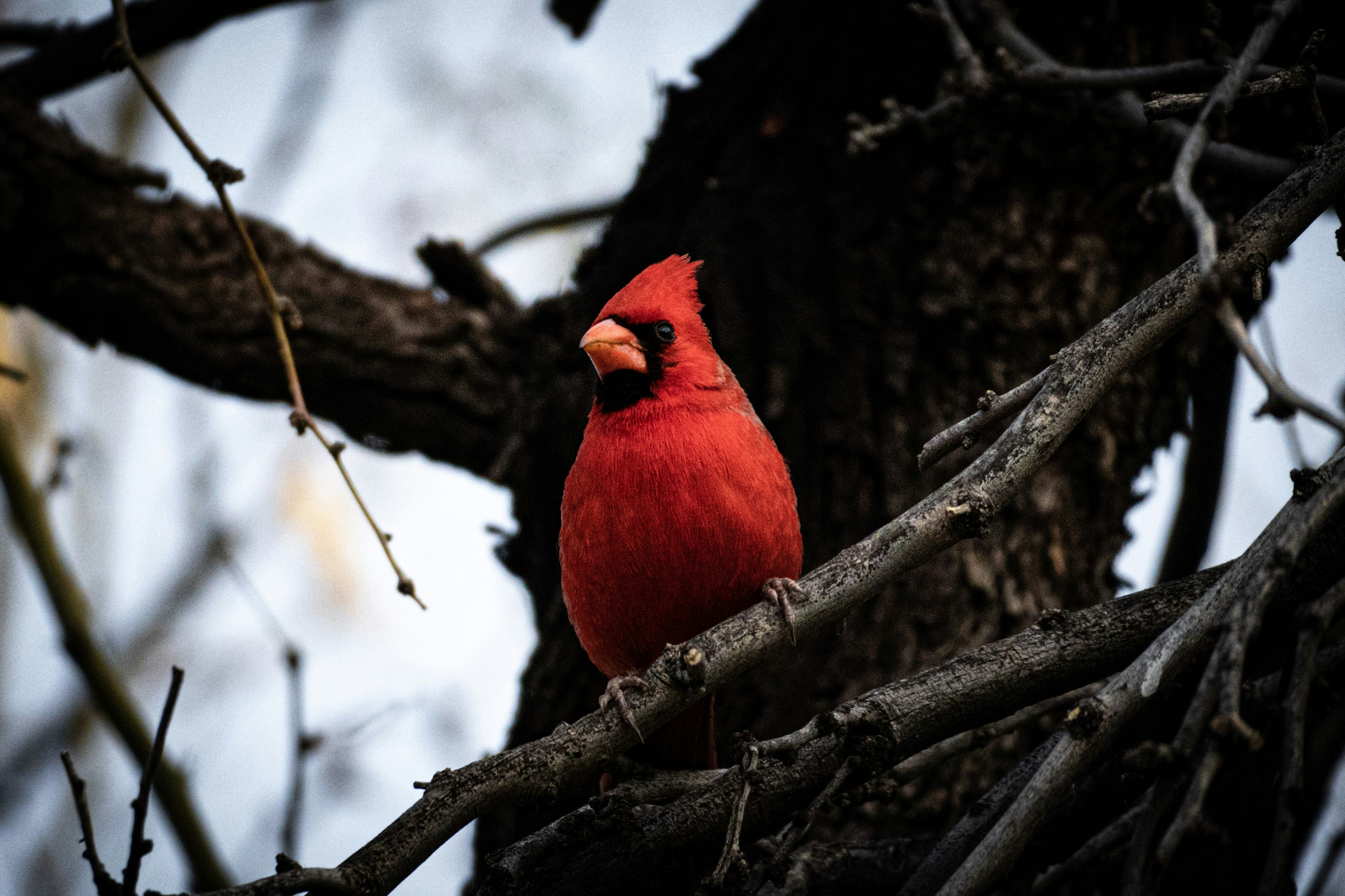 Ein roter Vogel sitzt auf einem Ast