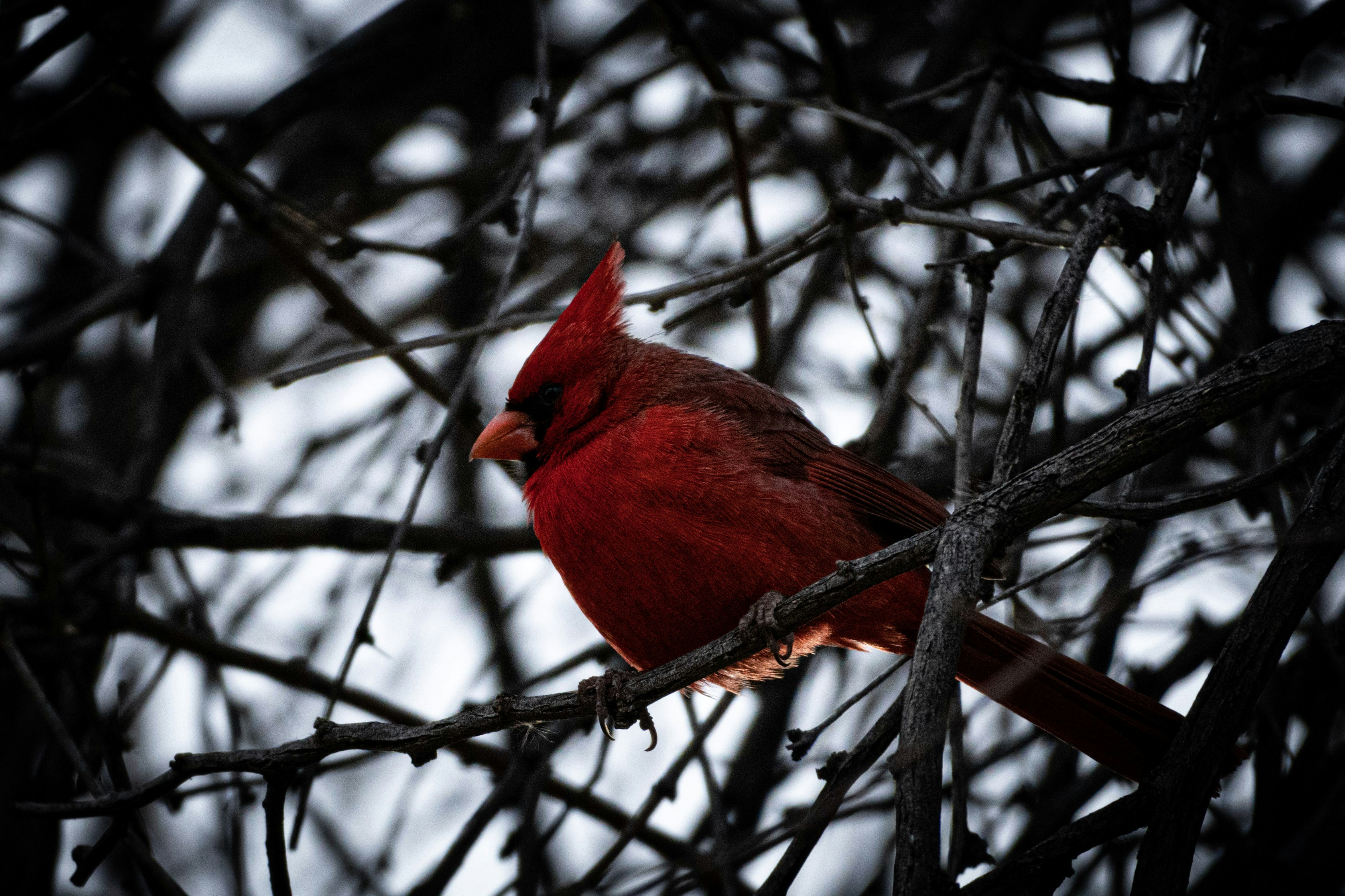 Ein roter Vogel sitzt auf einem Ast eines Baumes