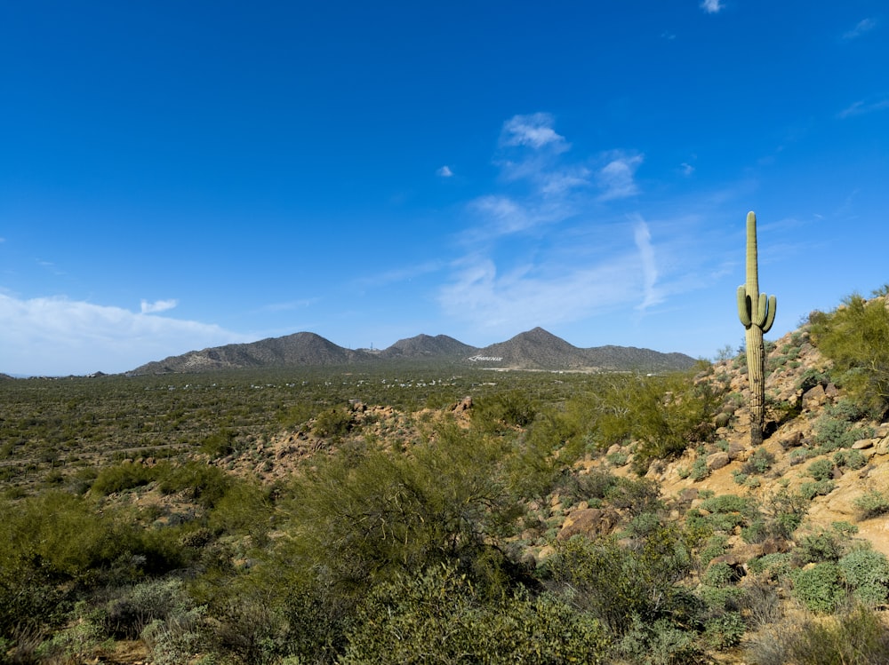 a cactus in the middle of a desert with mountains in the background