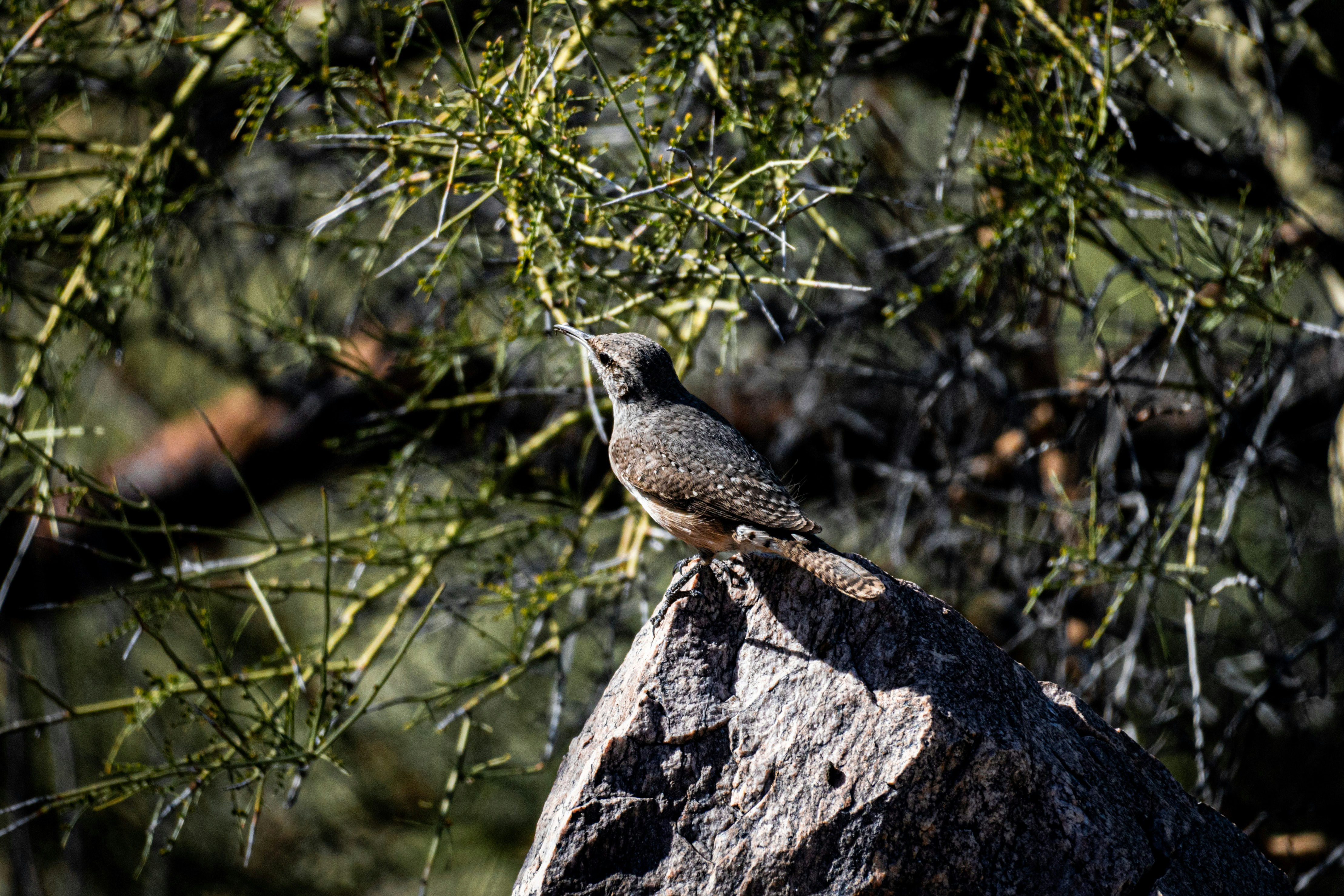 Ein Vogel sitzt auf einem Felsen neben einem Baum