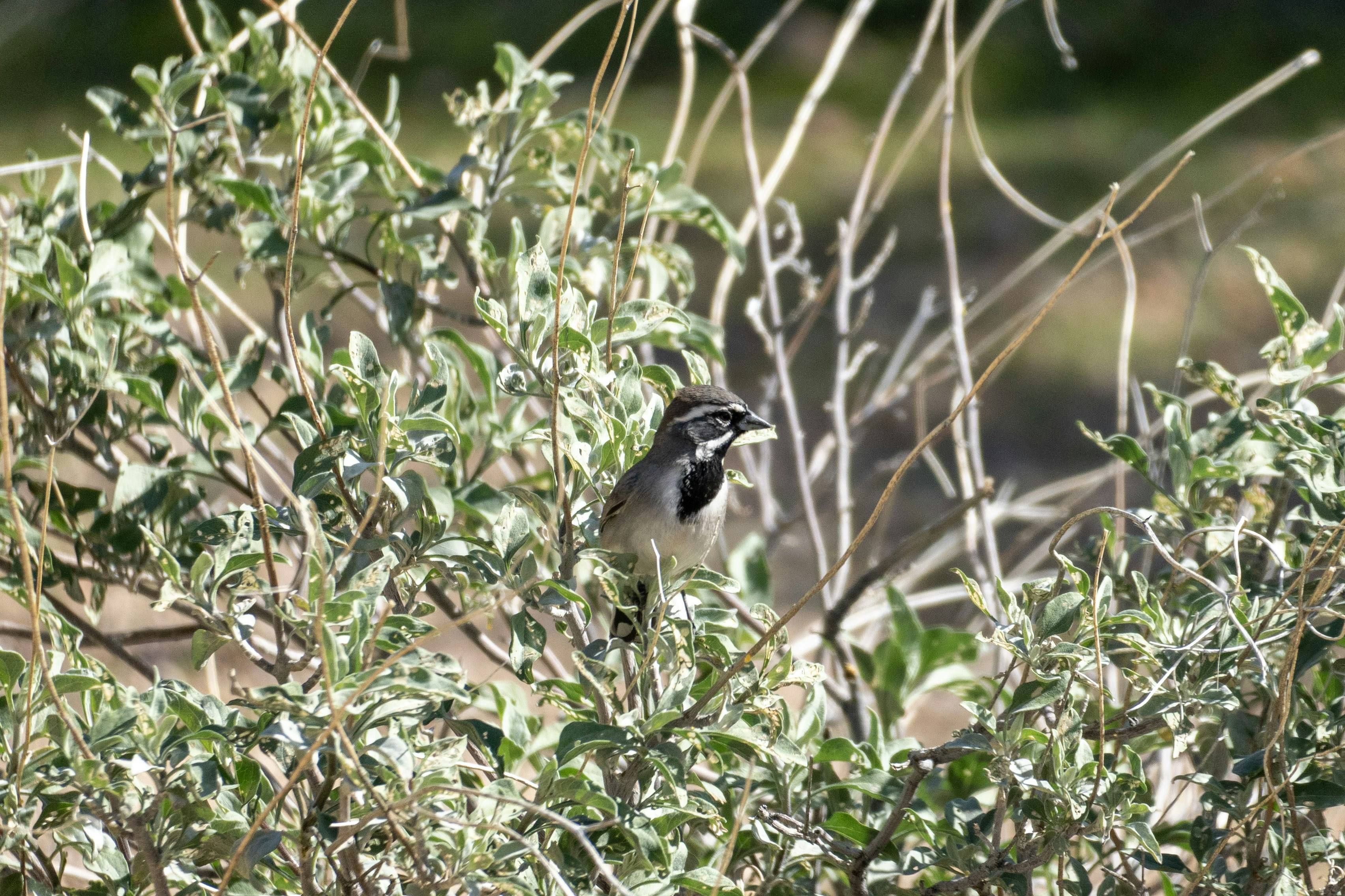 Ein kleiner Vogel sitzt auf einem Busch