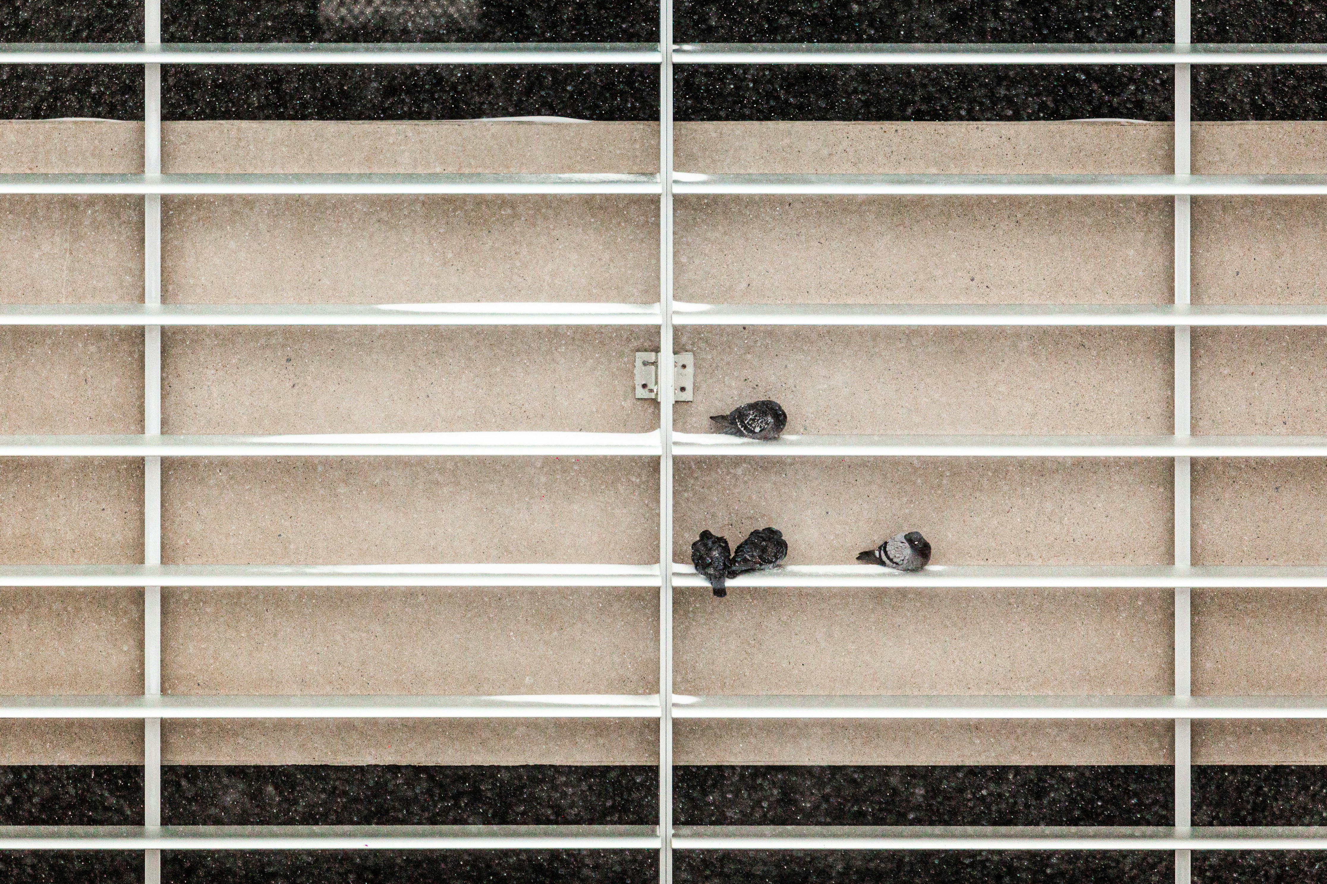 a couple of birds sitting on top of a window sill