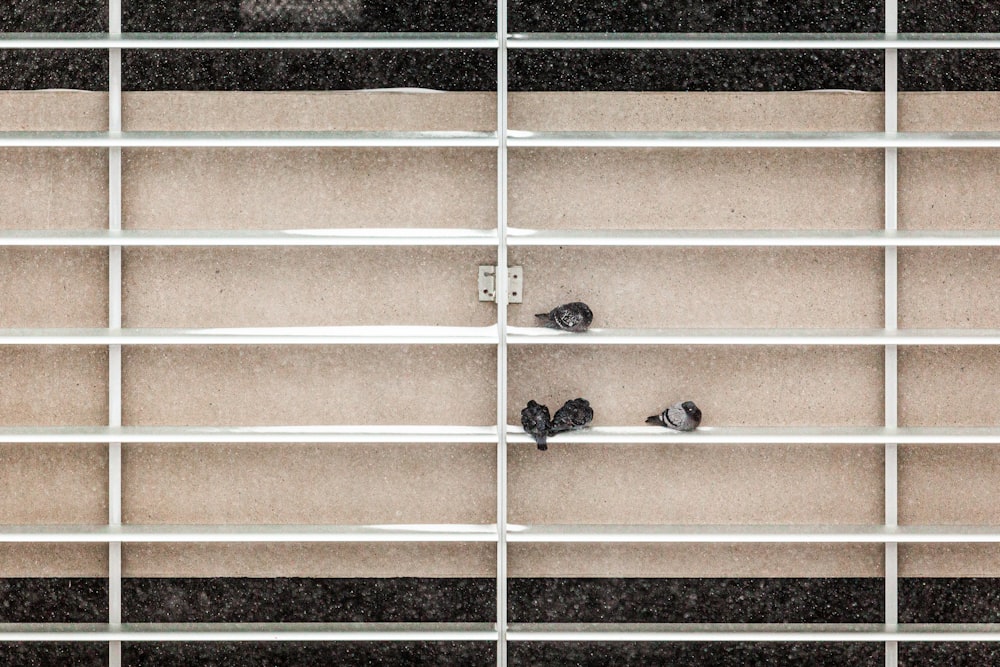 a couple of birds sitting on top of a window sill