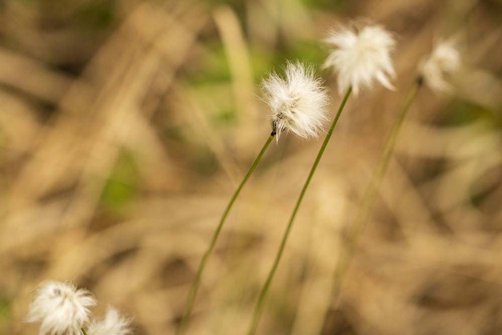 a couple of white flowers sitting on top of a grass covered field