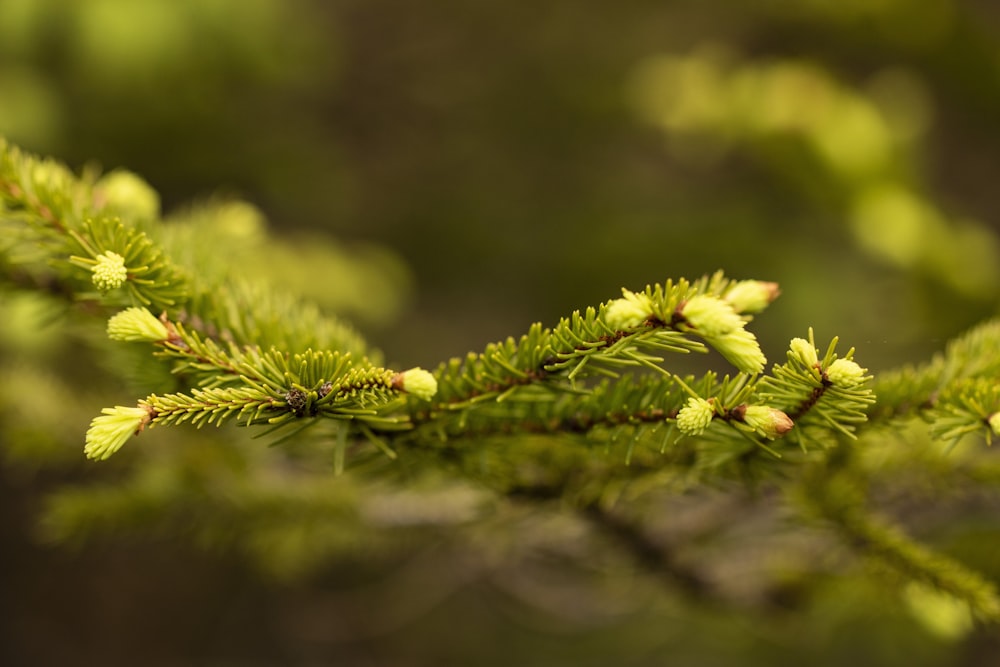a close up of a branch of a pine tree